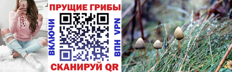 продажа наркотиков  Багратионовск  гидра как войти  Псилоцибиновые грибы прущие грибы 